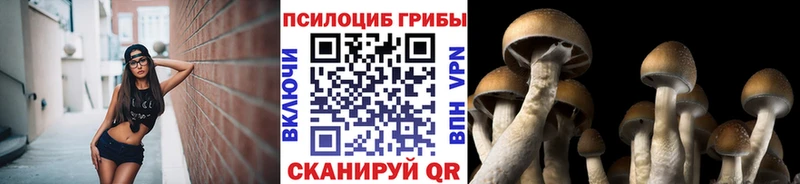 сколько стоит  Каргат  Галлюциногенные грибы Psilocybine cubensis 